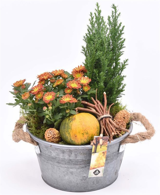 Outdoor arrangement 21cm Pot