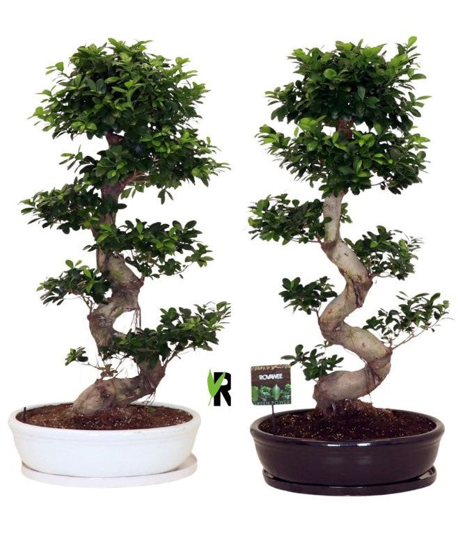 Ficus Ginseng 140cm 60cm Pot