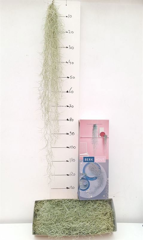 Logico Tillandsia usneoides Pack of 5