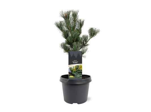 Pinus par. Glauca 35cm 19cm Pot