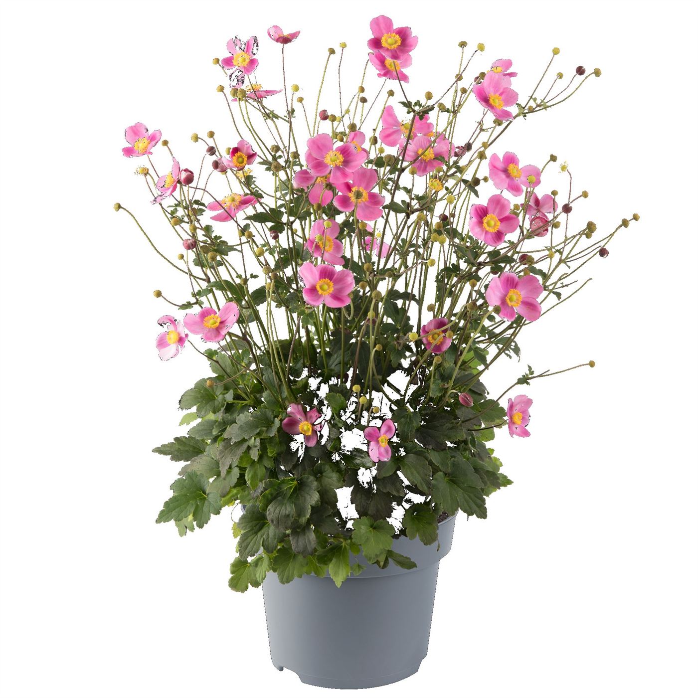 Anemone hupehensis 45cm 17cm Pot