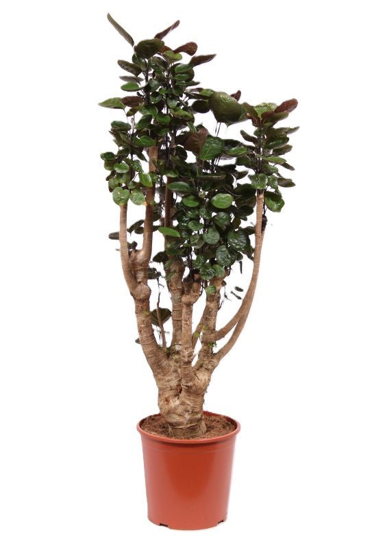 Polyscias Fabian 150cm 30cm Pot