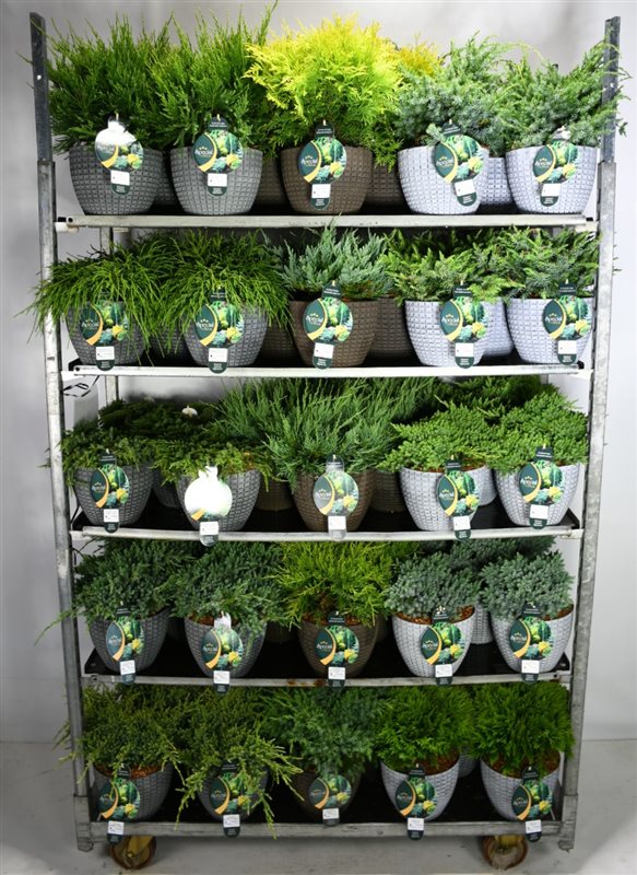 Conifer mix 998cm 23cm Pot