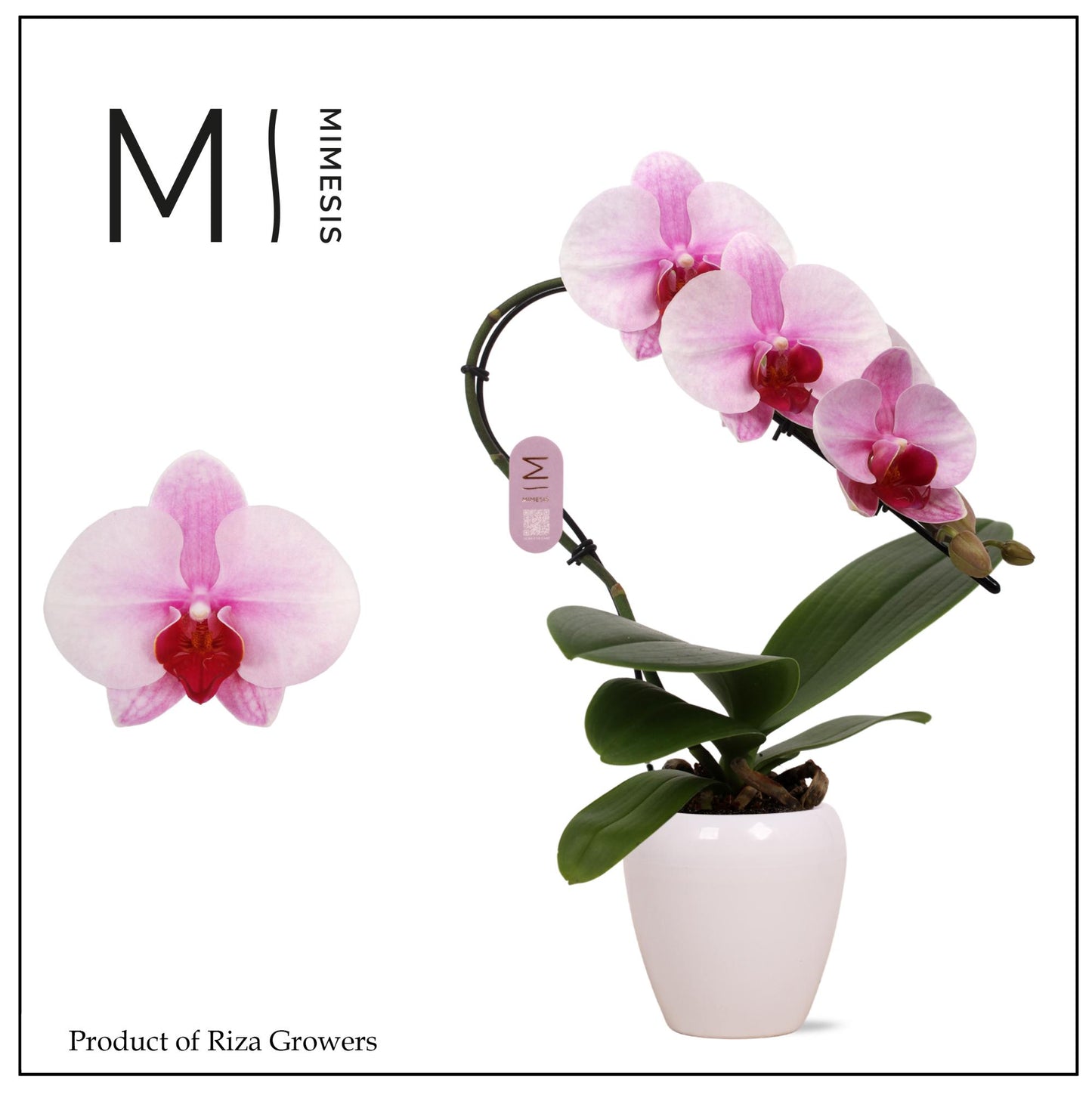 Riza Ter Laak Orchios Phalaenopsis Blush Swan (+ drp.ceramics) Pack of 6