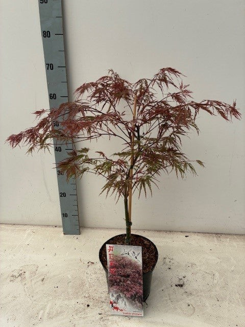 Acer Inaba-shidare 60cm 19cm Pot