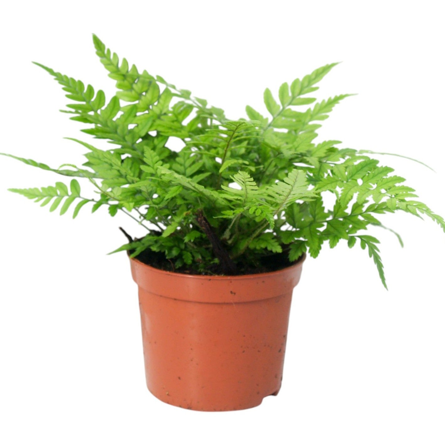 Athyrium (Lady Fern) 15cm 8.5cm Pot