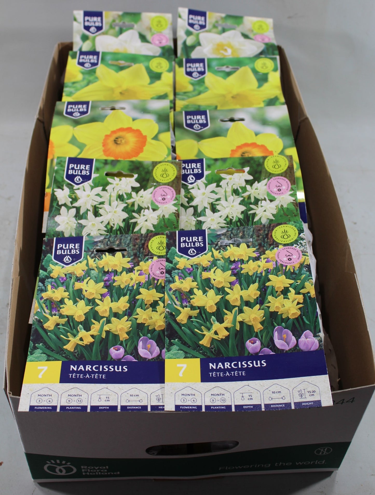 Pure Plants Narcissus cyclamineus Pack of 30