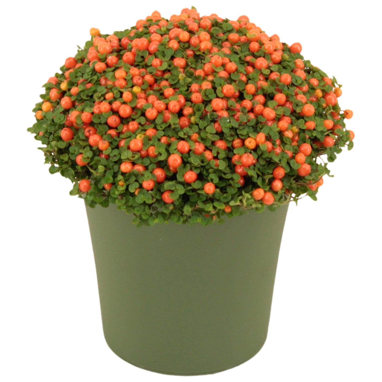 Nertera Astrid 10cm 9cm Pot