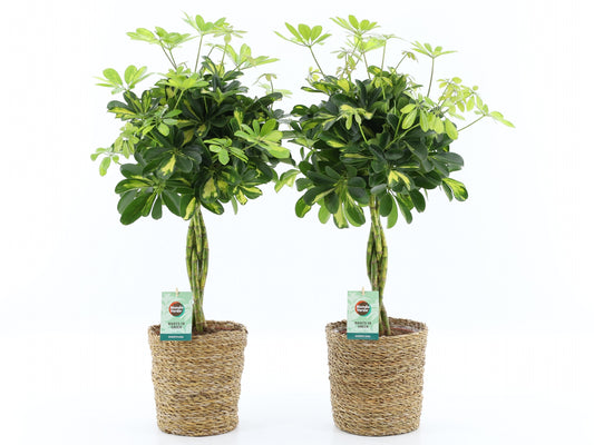 Schefflera Nora 75cm 21cm Pot