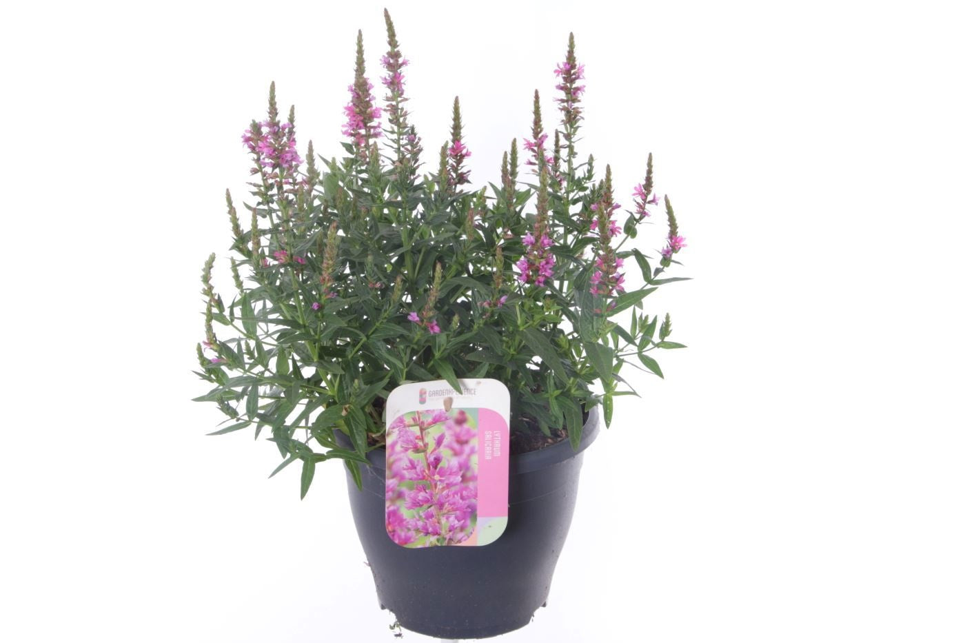 Lythrum sal. Robert 50cm 23cm Pot