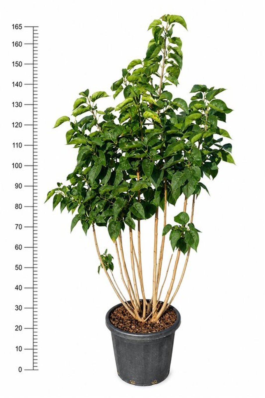 Bloemenkampen BV, Hkw. de Syringa Hybrid Pack of 1