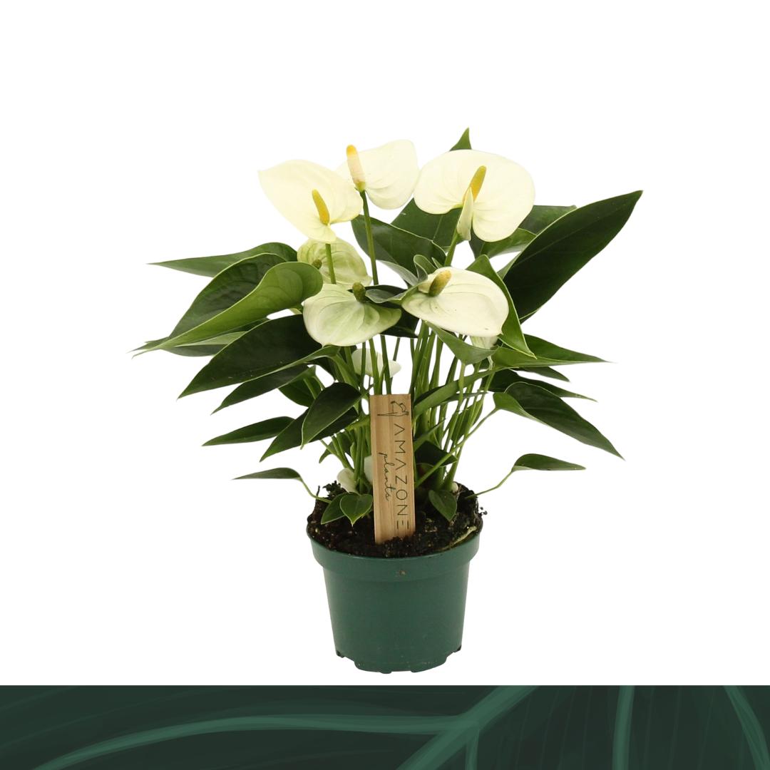 Anthurium Everest 25cm 9cm Pot