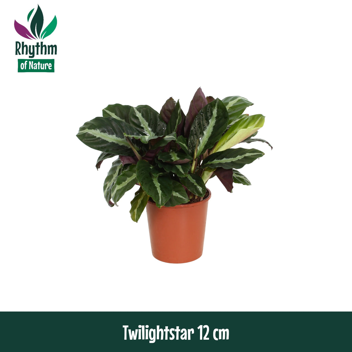 Calathea Hybrid 35cm 12cm Pot