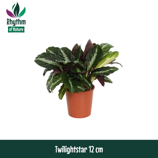 Calathea Hybrid 35cm 12cm Pot