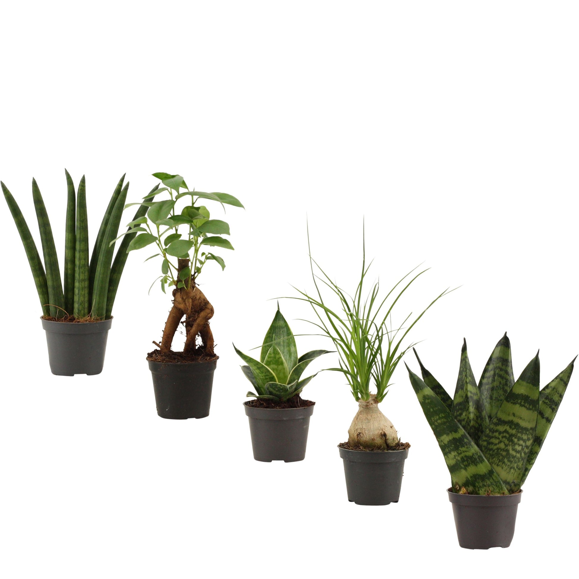 Duijn-Hove BV, kwekerij Foliage houseplants mix Pack of 14