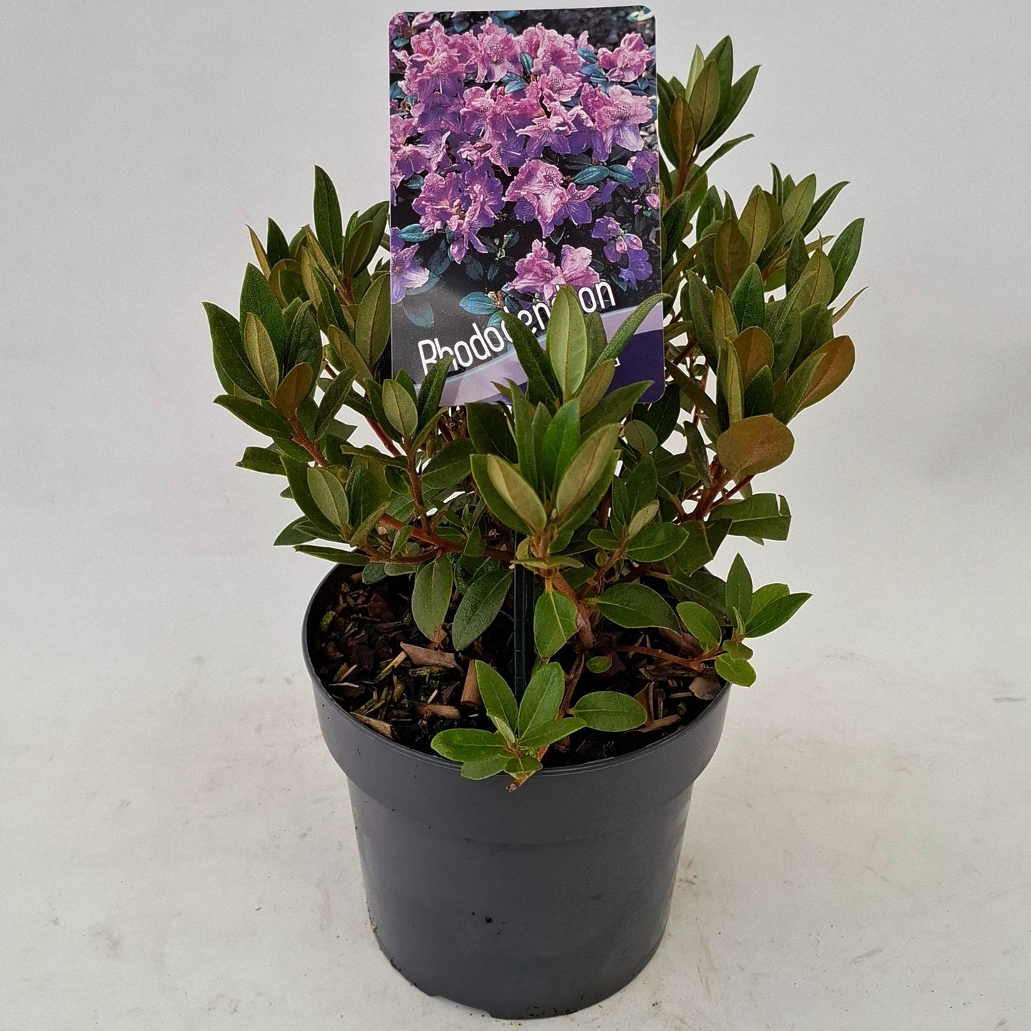 Rhododendron 'Lavendula' 20cm 17cm Pot
