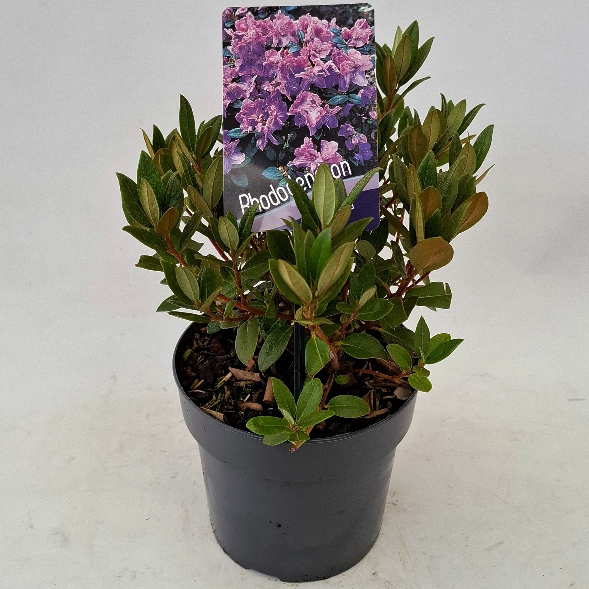 Rhododendron 'Lavendula' 20cm 17cm Pot