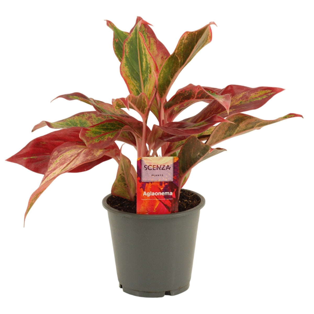 Aglaonema Hybrid 30cm 12cm Pot