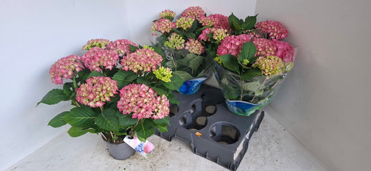 Hydrangea macr. Blauer Zwerg Blue 40cm 15cm Pot