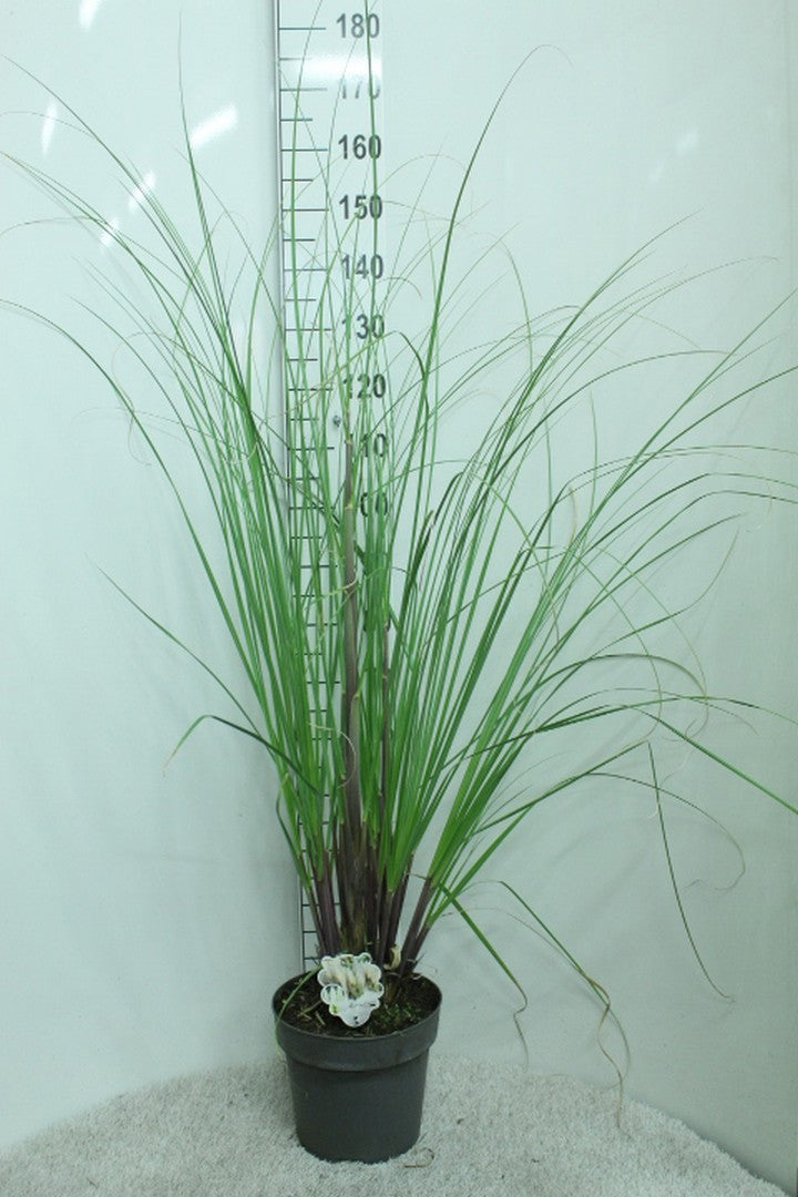 Cortaderia selloana 160cm 29cm Pot