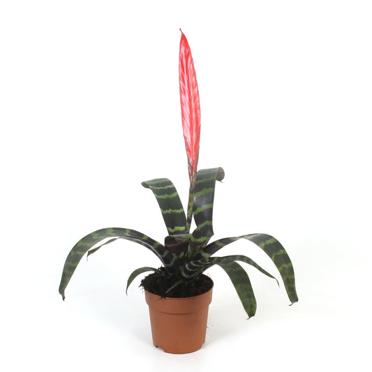 Vriesea Splenriet 45cm 12cm Pot