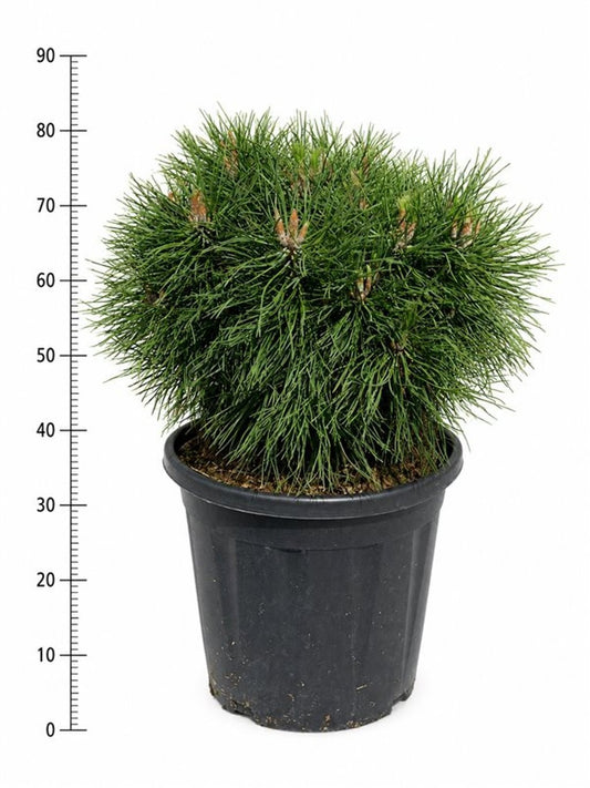 Pinus mugo Varella 80cm 32cm Pot