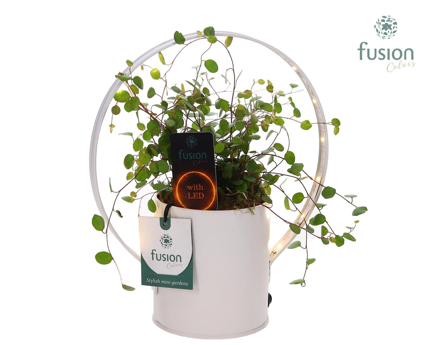 Fusioncolors BV Zinken Planter met LED verlichting met Muehlenbeckia Pack of 7