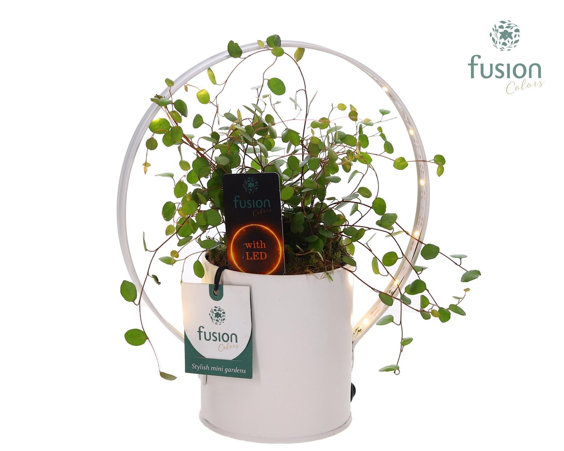 Fusioncolors BV Zinken Planter met LED verlichting met Muehlenbeckia Pack of 7