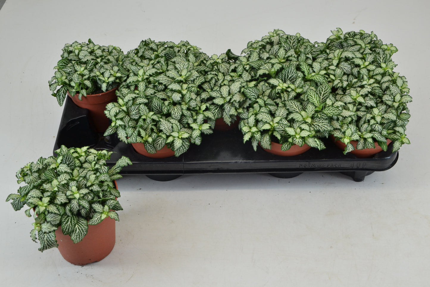 Schoenmakers Verkoop BV Fittonia Mosaic White Tiger Pack of 9
