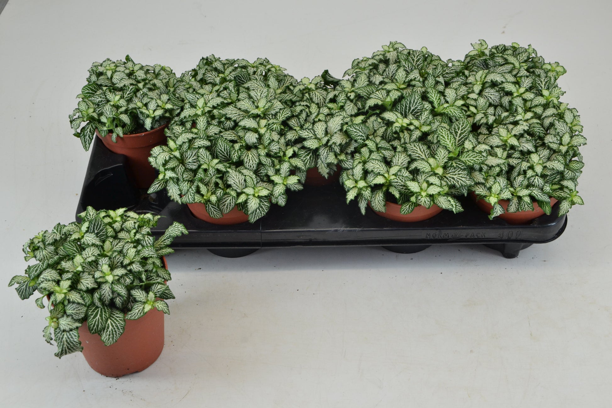 Schoenmakers Verkoop BV Fittonia Mosaic White Tiger Pack of 9