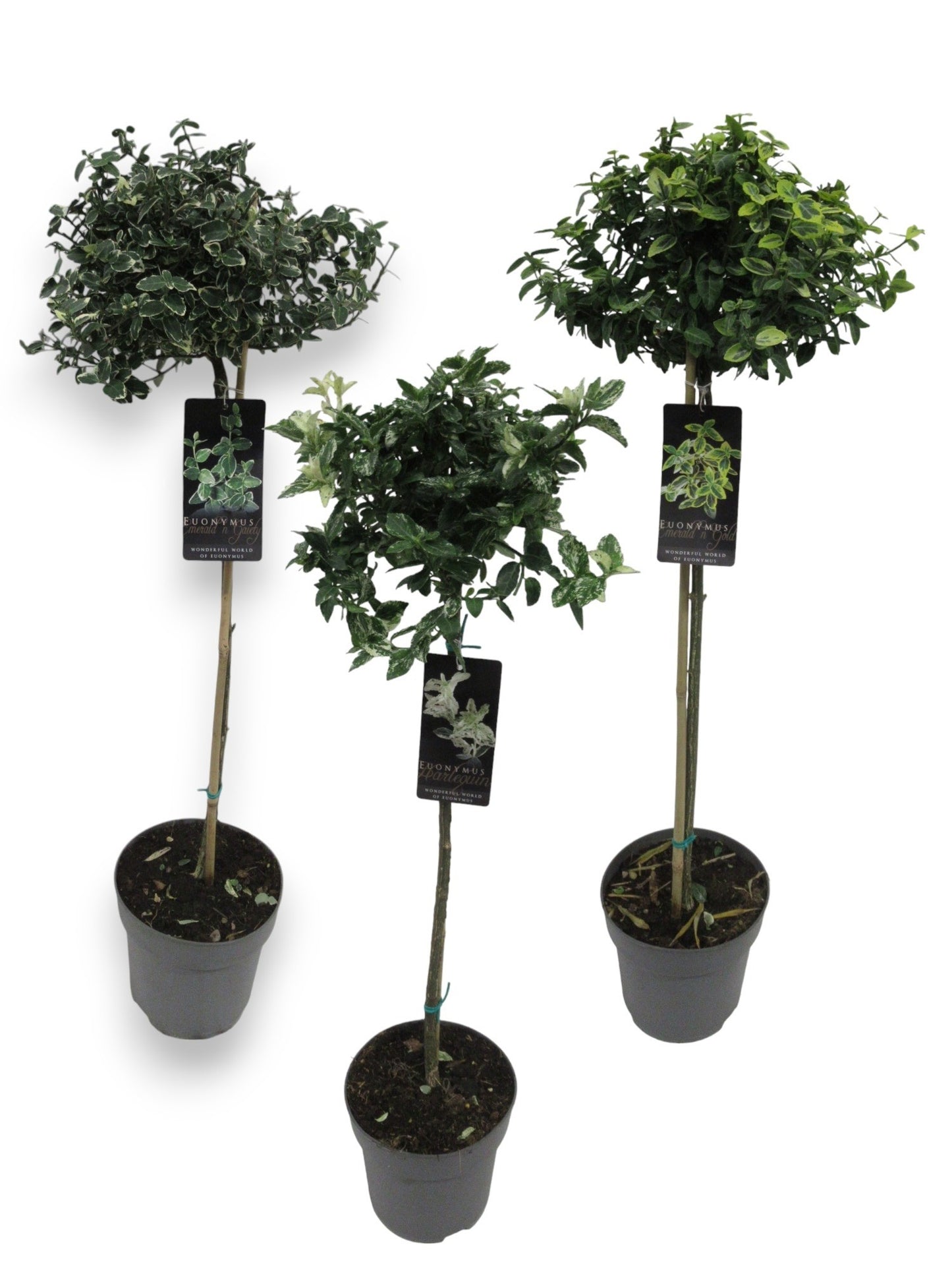 Euonymus fortunei 110cm 21cm Pot