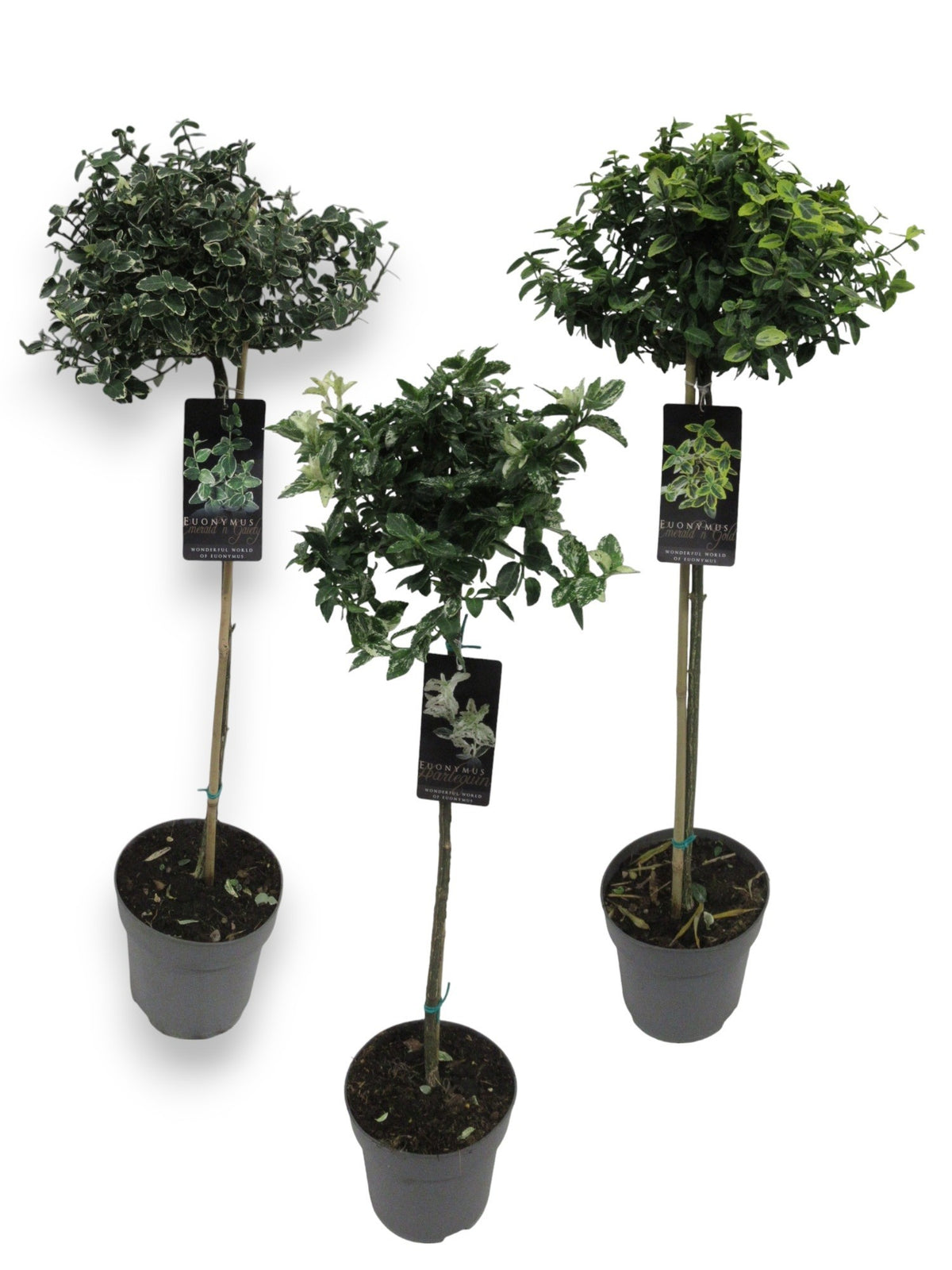 Euonymus fortunei 110cm 21cm Pot