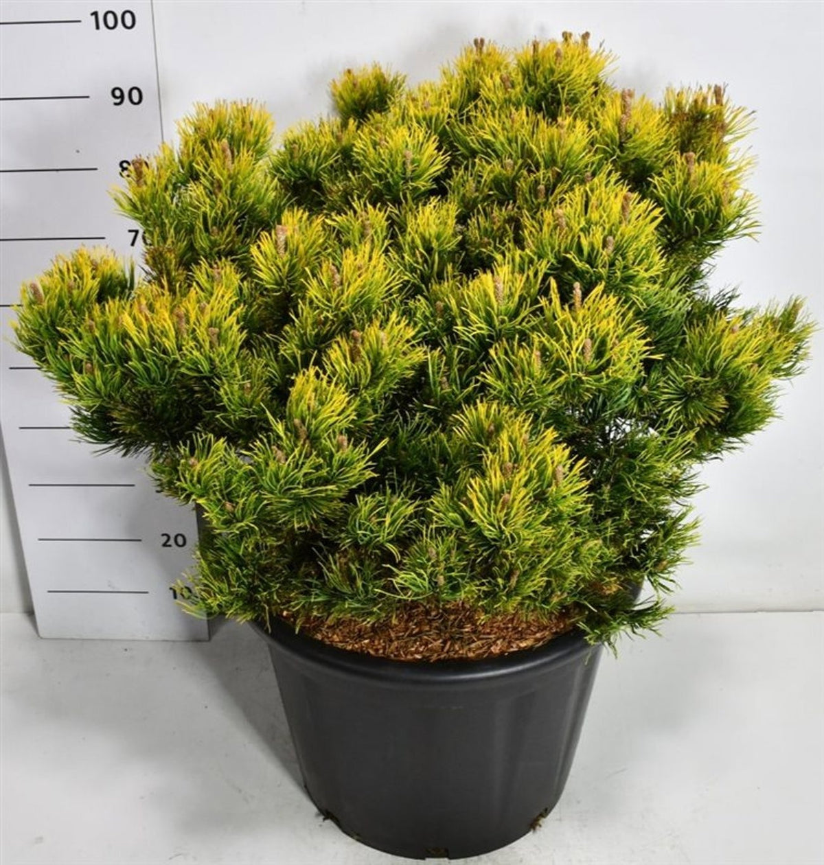 Pinus hybrid 100cm 54cm Pot