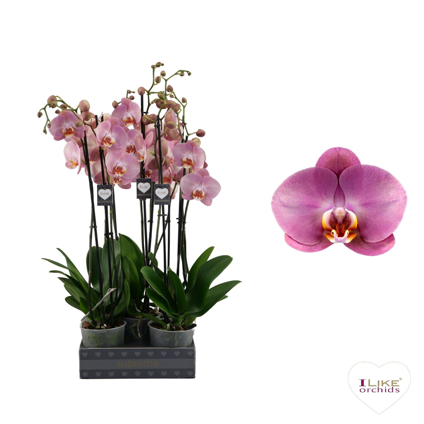 Levoplant BV Phalaenopsis Hybrid Pack of 6