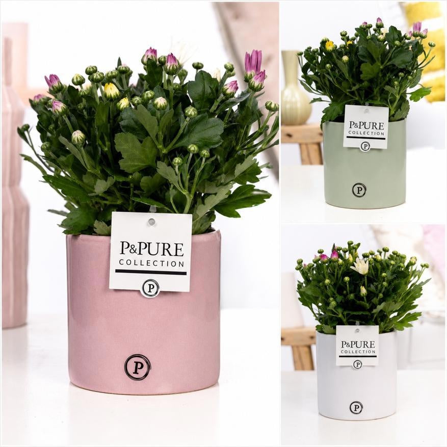 Chrysanthemum carnaval mix 25cm 12cm Pot