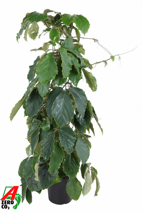 Tetrastigma voinierianum 120cm 24cm Pot