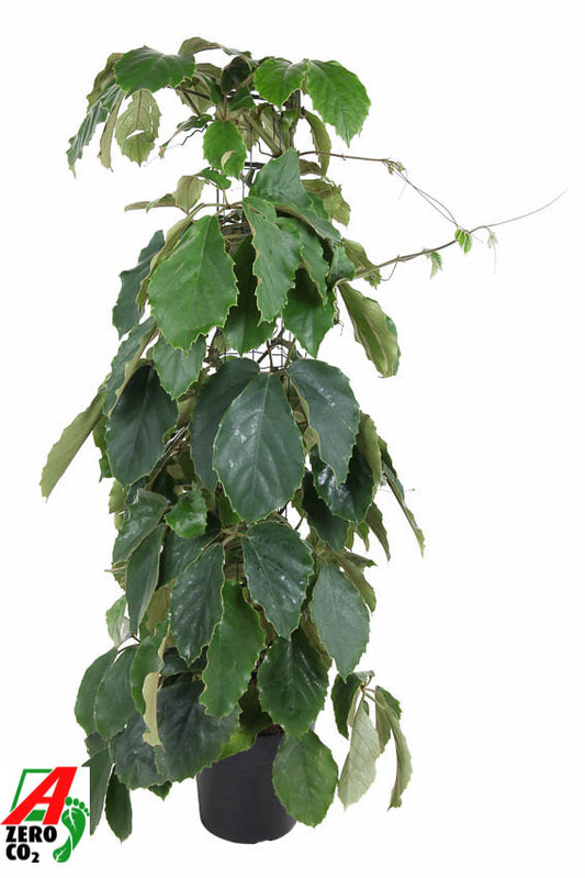 Tetrastigma voinierianum 120cm 24cm Pot