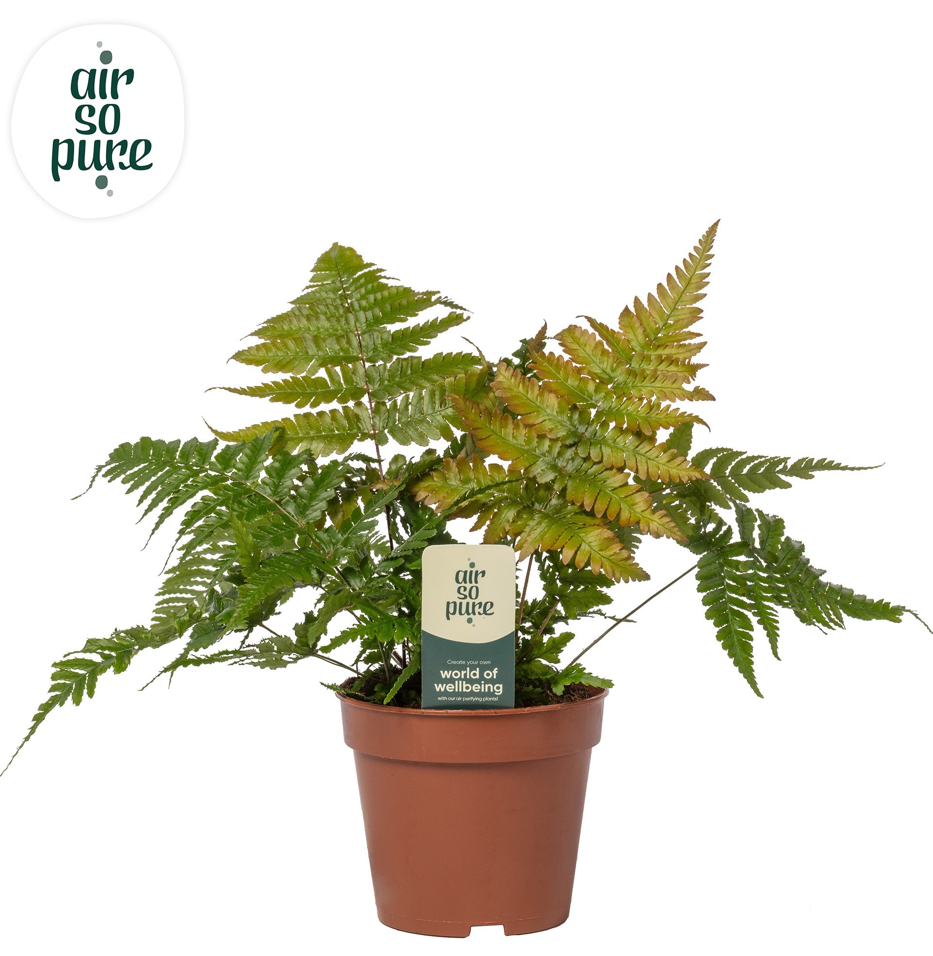Raadschelders Varens Dryopteris erythrosora Pack of 8