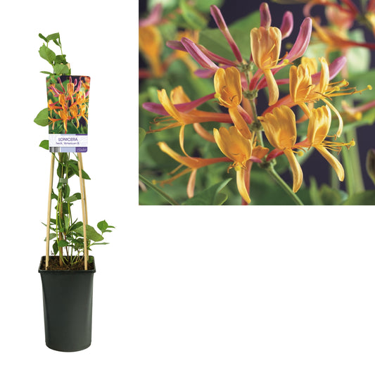 Lonicera American Beauty 75cm 17cm Pot