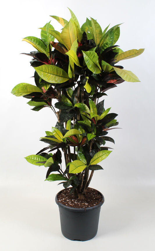 Codiaeum Mrs Iceton 100cm 24cm Pot