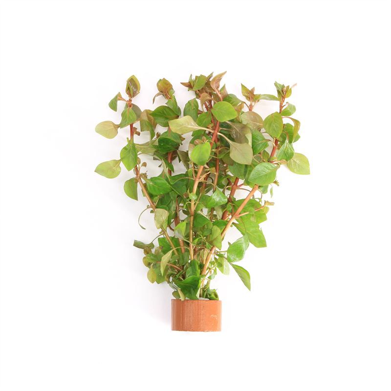 Ludwigia sp mini super red 5cm 2cm Pot