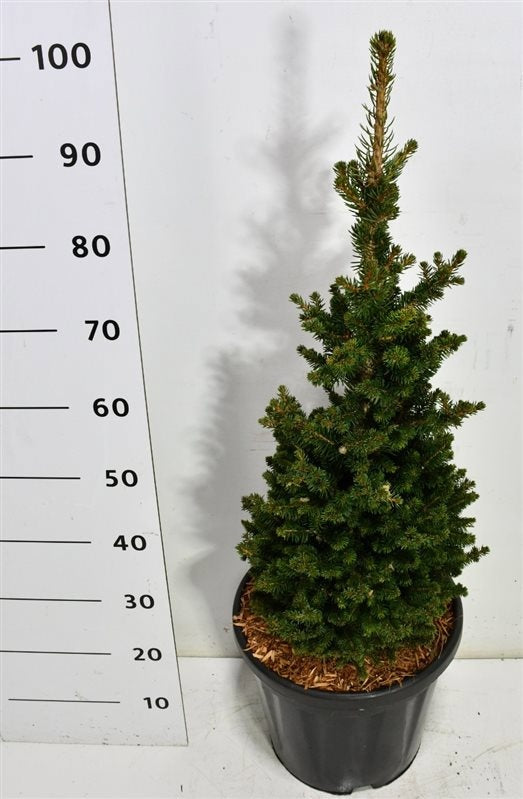 Picea ab. Will Zwerg 110cm 38cm Pot