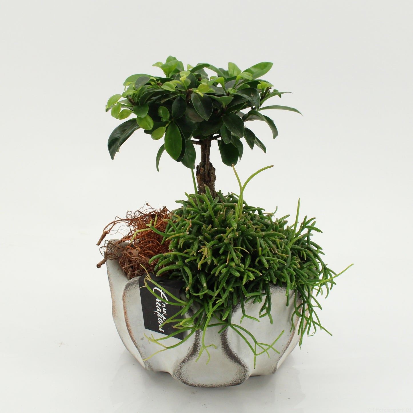 Indoor green arrangement 30cm 19cm Pot