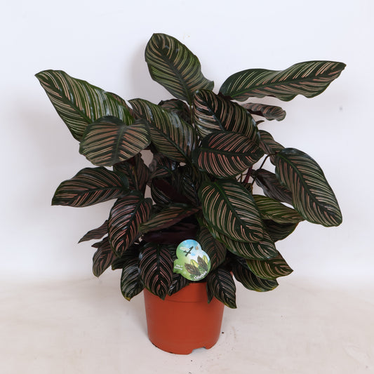 Calathea sanderiana 80cm 24cm Pot
