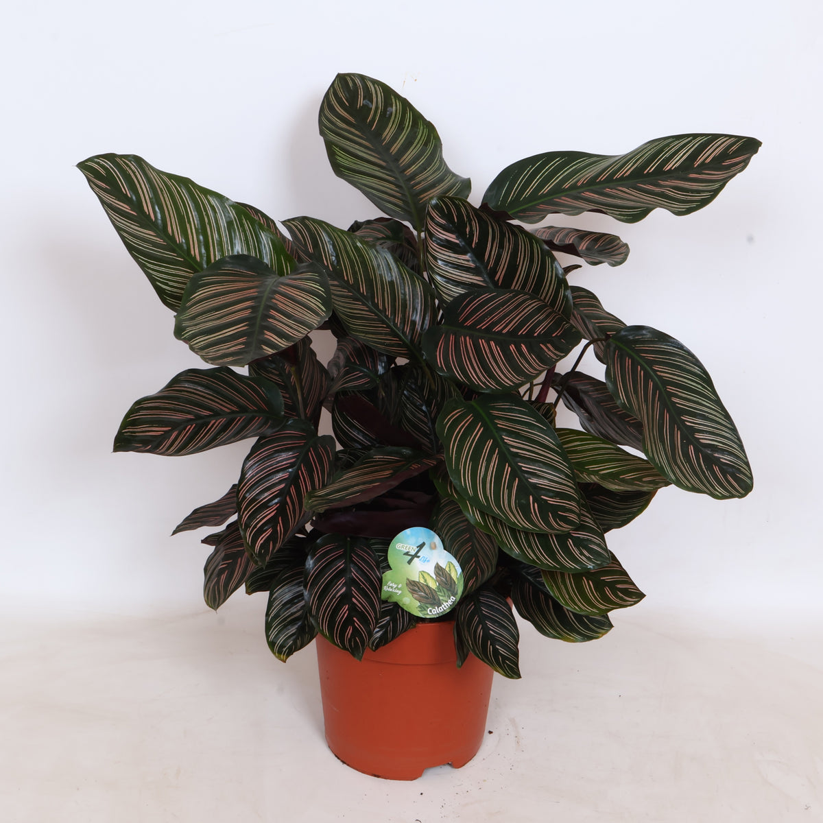 Calathea sanderiana 80cm 24cm Pot