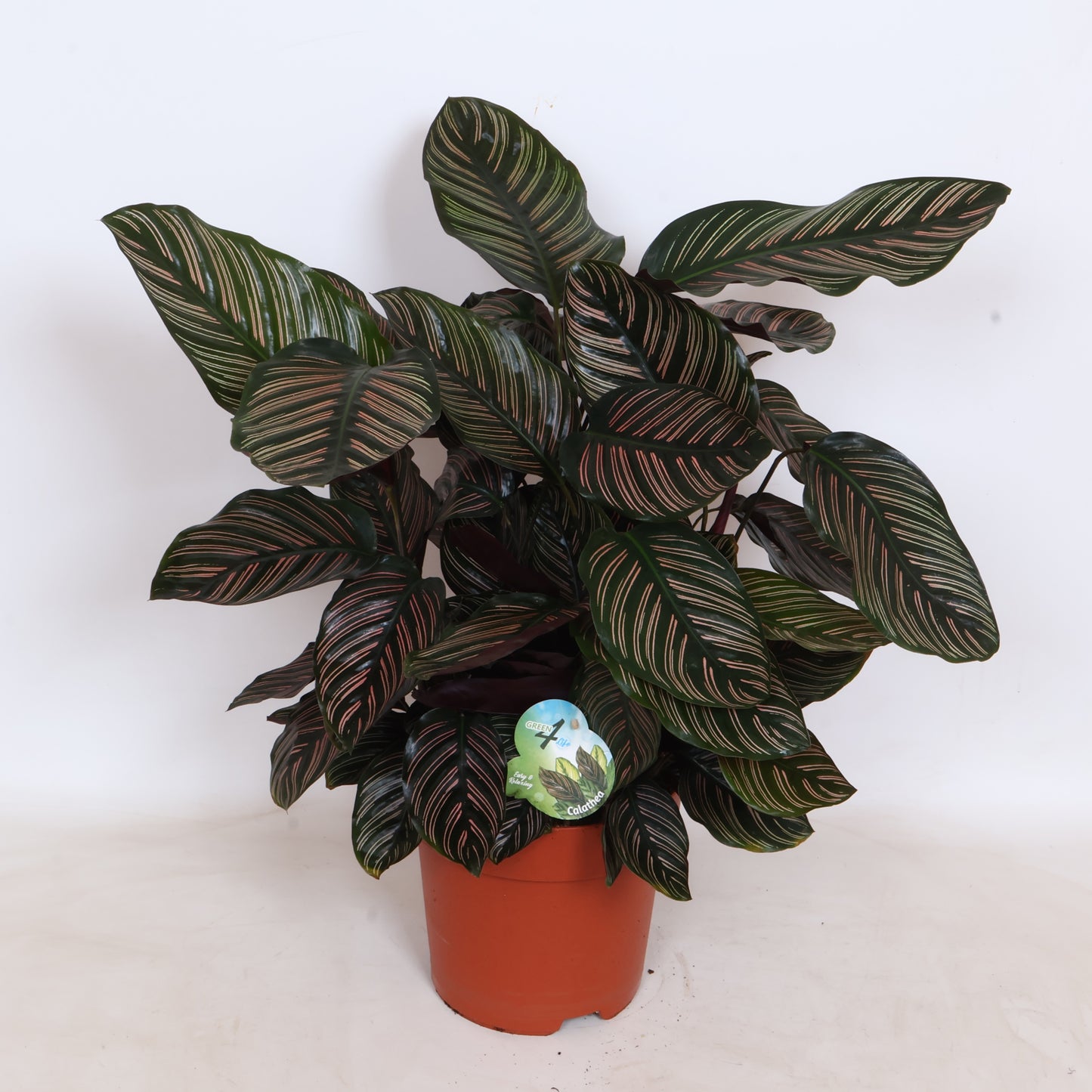 Calathea sanderiana 80cm 24cm Pot
