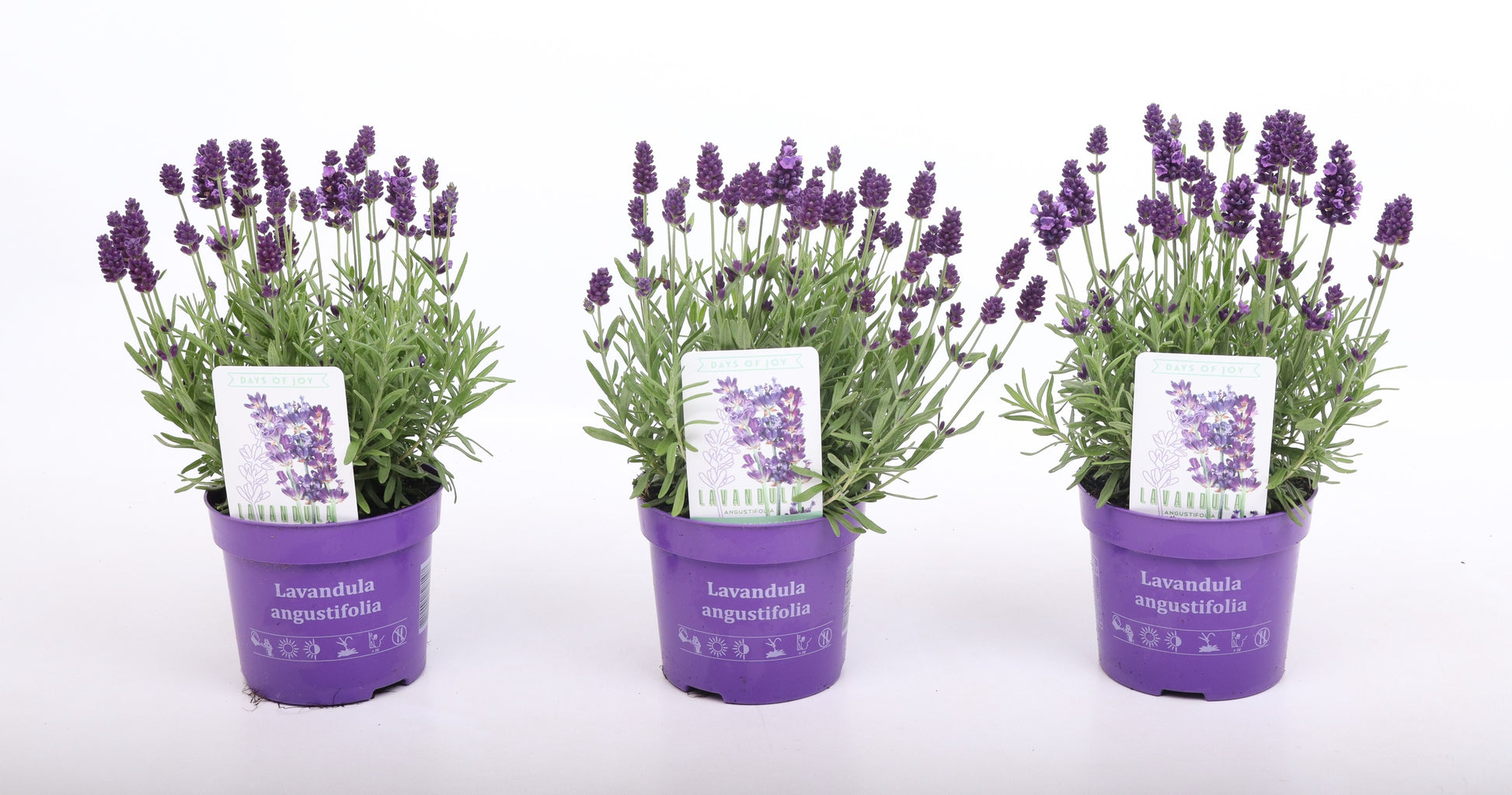 Lavandula ang. Valence Deep Violet 28cm 13cm Pot