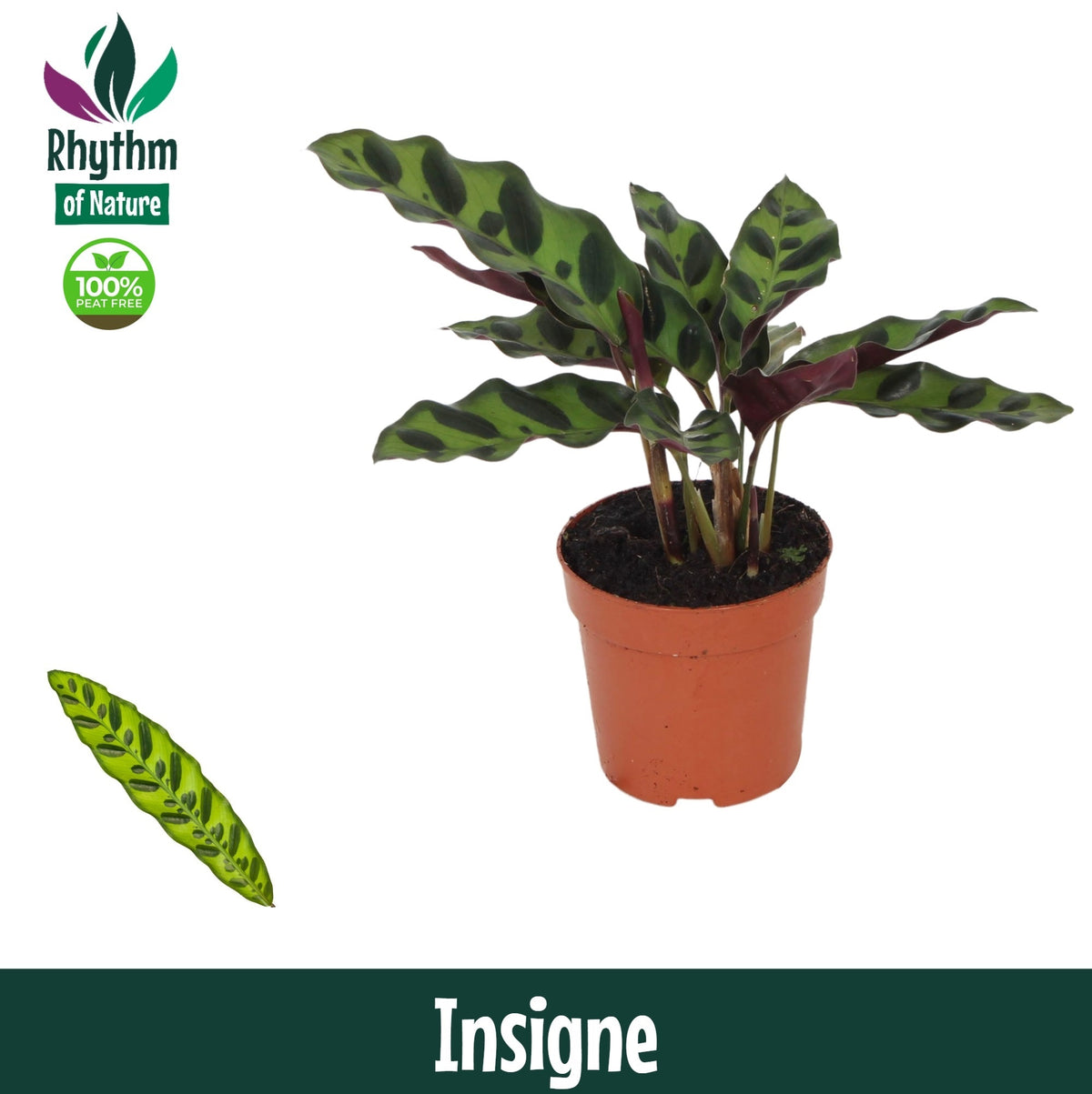 Calathea lancifolia 15cm 7cm Pot