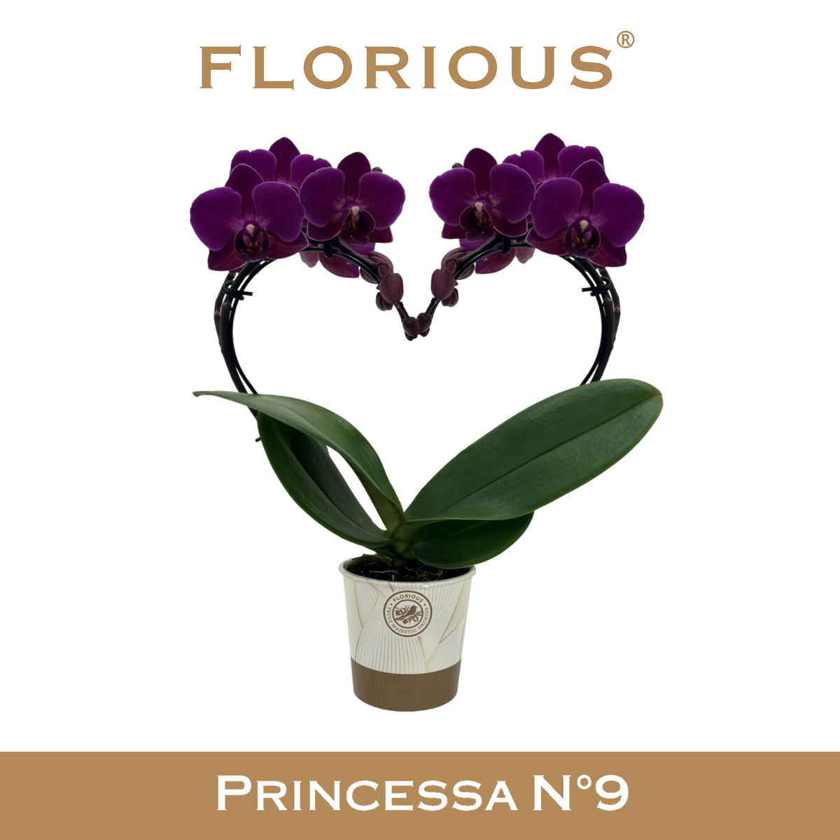 Phalaenopsis purple 40cm 9cm Pot