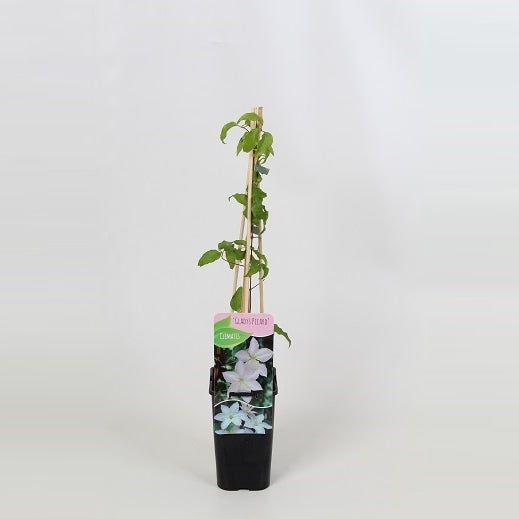 Clematis Gladys Picard 60cm 14cm Pot